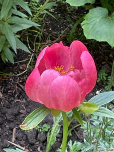 Paeonia peregrina Otto Froebel   